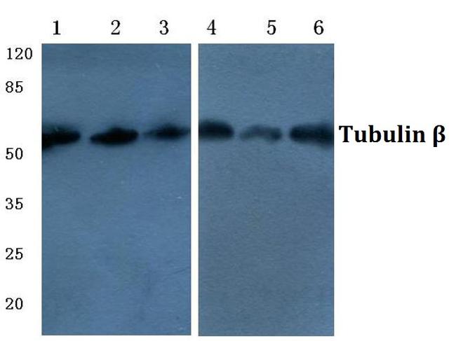 beta Tubulin Antibody in Western Blot (WB)