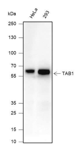 TAB1 Antibody in Western Blot (WB)