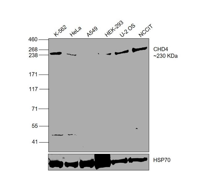 CHD4 Antibody in Western Blot (WB)