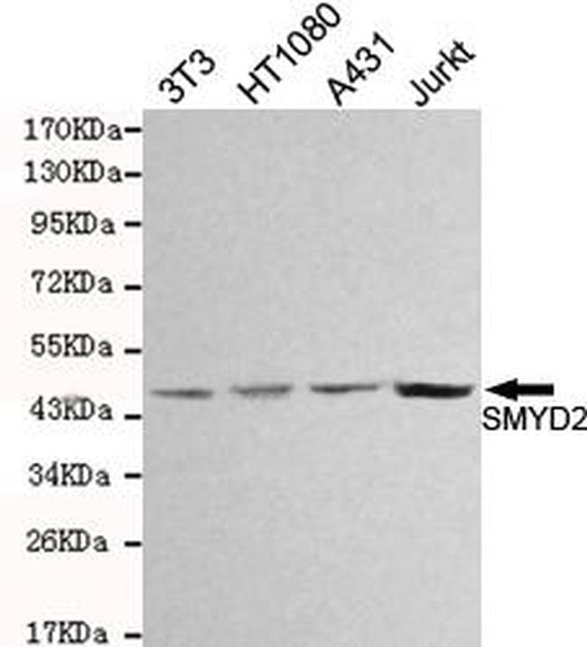 SMYD2 Antibody in Western Blot (WB)