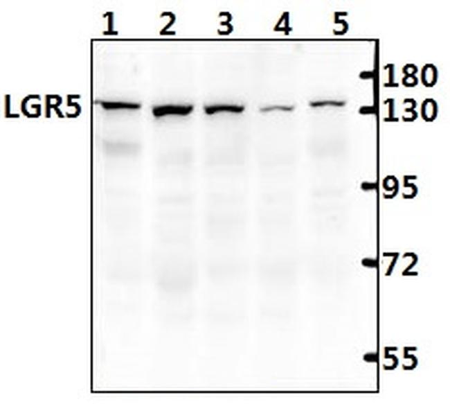 LGR5 Antibody in Western Blot (WB)