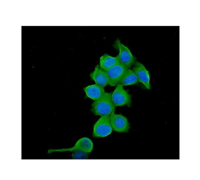 TCP1 Antibody in Immunocytochemistry (ICC/IF)