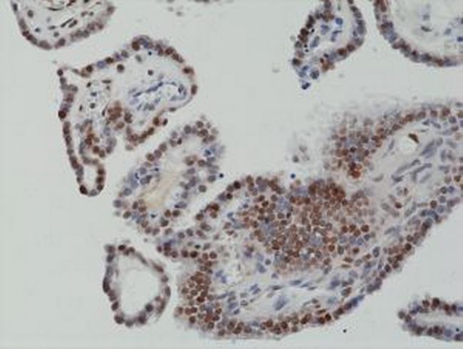 c-Fos Antibody in Immunohistochemistry (Paraffin) (IHC (P))