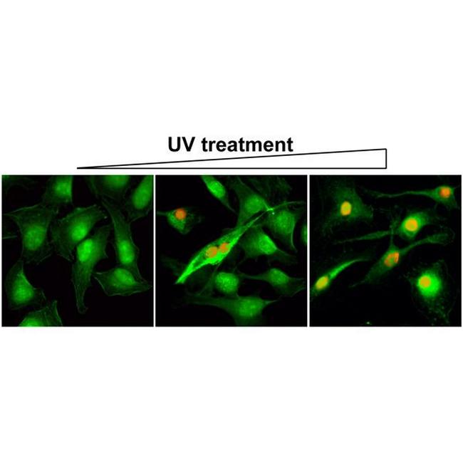 Phospho-gamma-H2AX (Ser139) Antibody in Immunocytochemistry (ICC/IF)