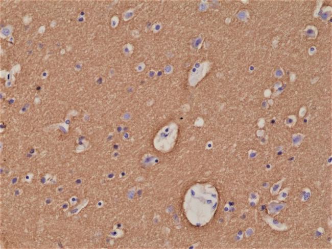 Syntaxin 1 Antibody in Immunohistochemistry (Paraffin) (IHC (P))