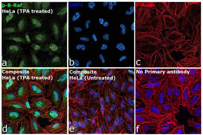 Phospho-B-Raf (Thr401) Antibody in Immunocytochemistry (ICC/IF)