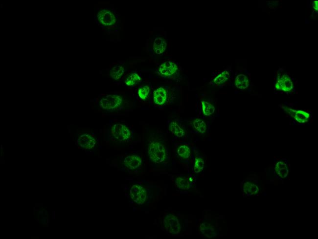 Phospho-mTOR (Ser2448) Antibody in Immunocytochemistry (ICC/IF)