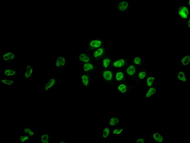 hnRNP C Antibody in Immunocytochemistry (ICC/IF)