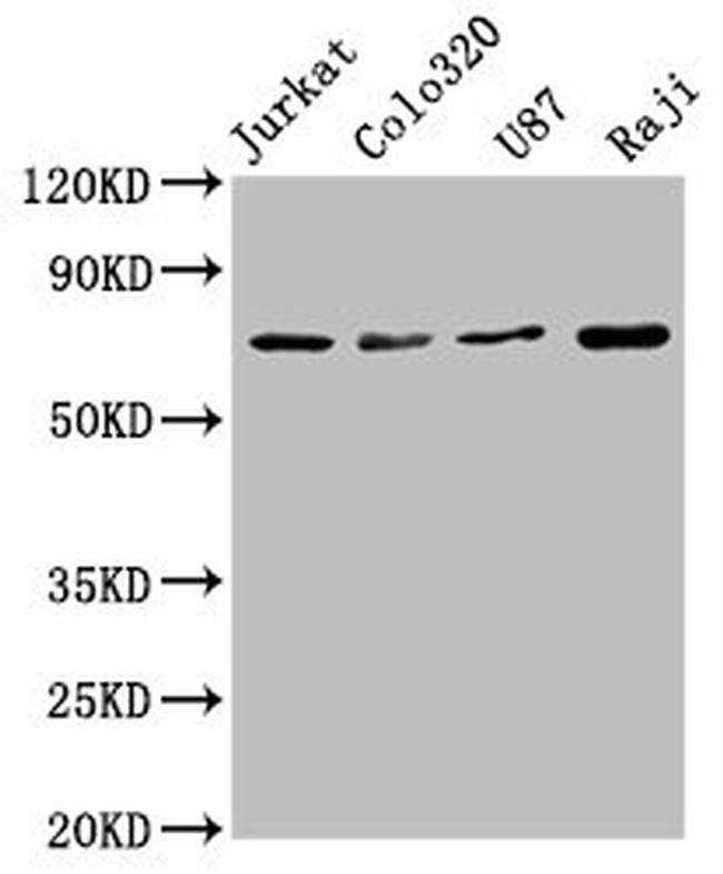 HSC70 Antibody in Western Blot (WB)