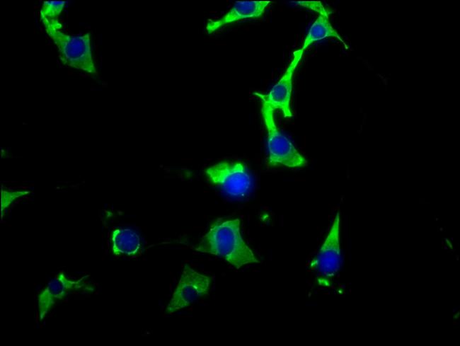 HSP90 alpha Antibody in Immunocytochemistry (ICC/IF)