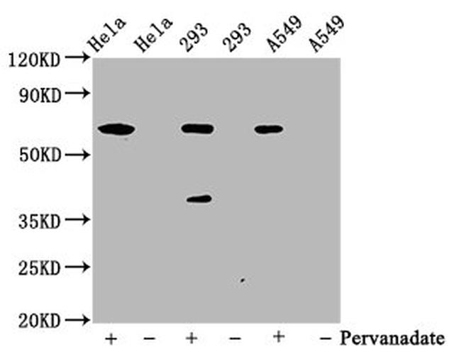 Phospho-SHP2 (Tyr542) Antibody in Western Blot (WB)