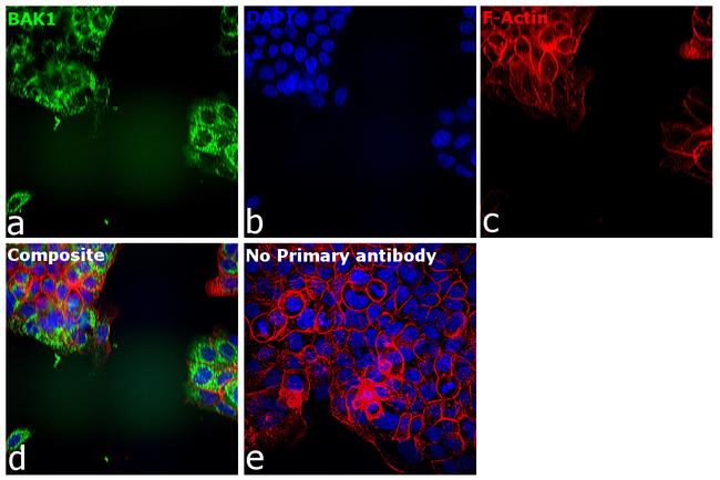 BAK Antibody in Immunocytochemistry (ICC/IF)