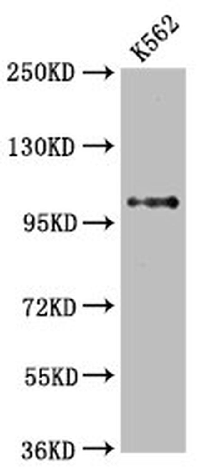 DGCR8 Antibody in Western Blot (WB)