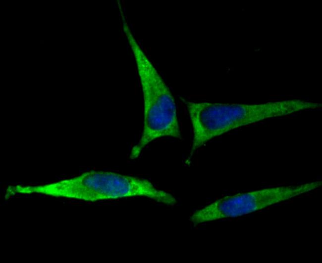 EAAC1 Antibody in Immunocytochemistry (ICC/IF)