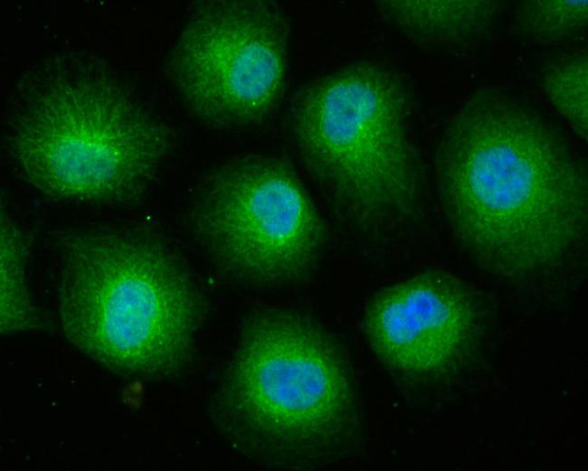 Cullin 4A Antibody in Immunocytochemistry (ICC/IF)