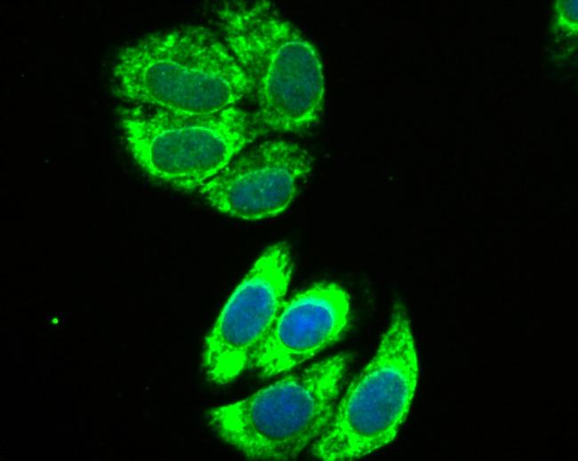 IL13RA1 Antibody in Immunocytochemistry (ICC/IF)