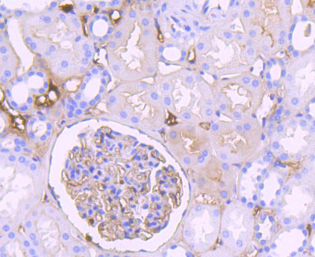 Complement C3 Antibody in Immunohistochemistry (Paraffin) (IHC (P))