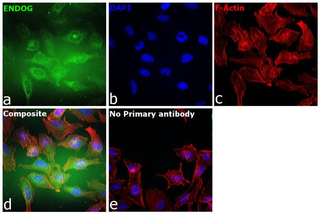 ENDOG Antibody in Immunocytochemistry (ICC/IF)