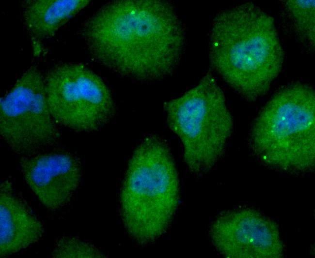 Nesprin 1 Antibody in Immunocytochemistry (ICC/IF)