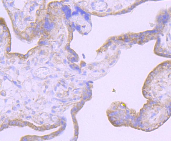 Furin Antibody in Immunohistochemistry (Paraffin) (IHC (P))