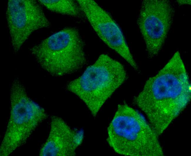 TGF alpha Antibody in Immunocytochemistry (ICC/IF)