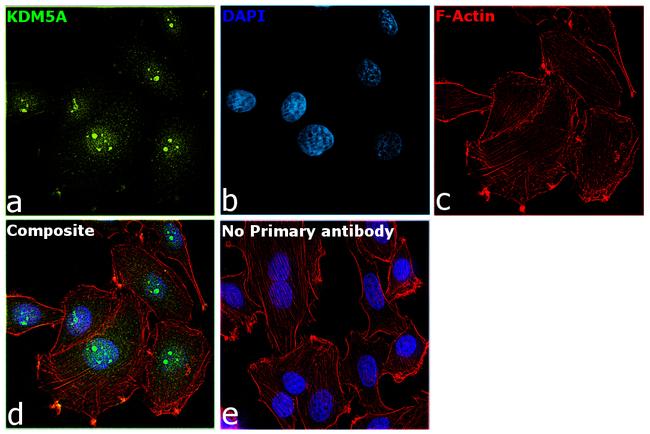 KDM5A Antibody in Immunocytochemistry (ICC/IF)