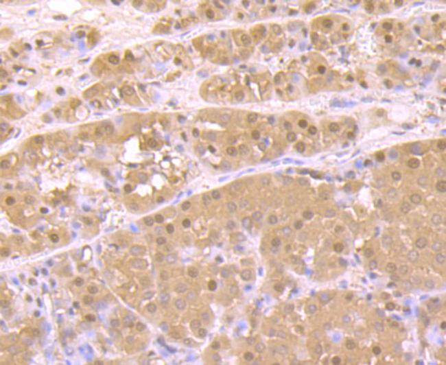 PSMA1 Antibody in Immunohistochemistry (Paraffin) (IHC (P))