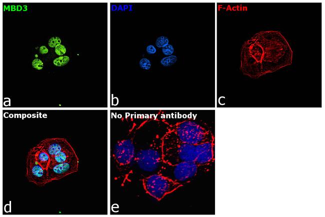 MBD3 Antibody in Immunocytochemistry (ICC/IF)