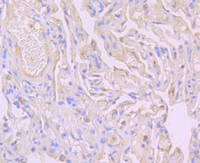 Flotillin 1 Antibody in Immunohistochemistry (Paraffin) (IHC (P))