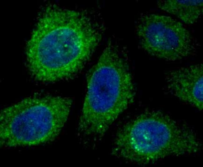 KDEL Antibody in Immunocytochemistry (ICC/IF)