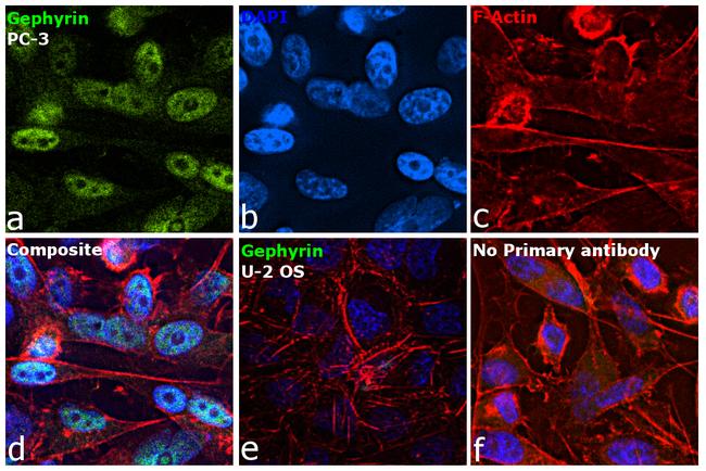 Gephyrin Antibody in Immunocytochemistry (ICC/IF)