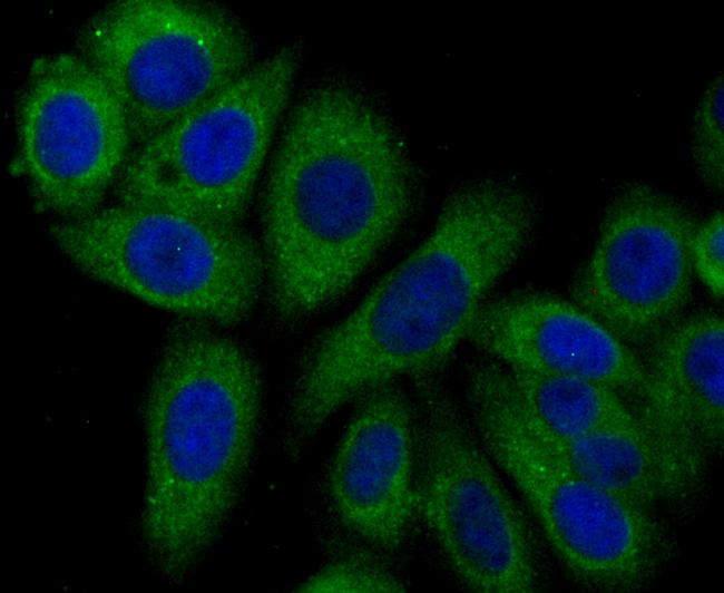 Syntrophin alpha-1 Antibody in Immunocytochemistry (ICC/IF)