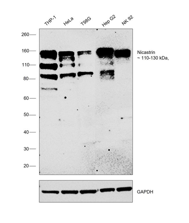 Nicastrin Antibody in Western Blot (WB)