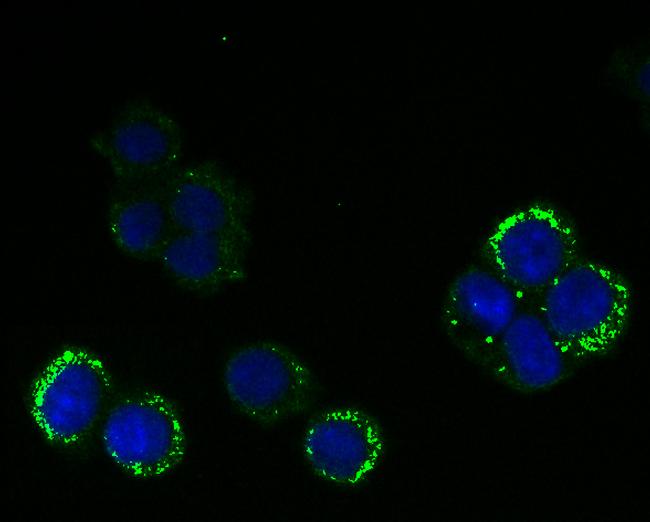 RANGAP1 Antibody in Immunocytochemistry (ICC/IF)