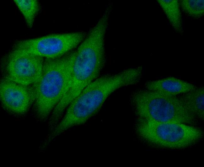 Annexin A4 Antibody in Immunocytochemistry (ICC/IF)