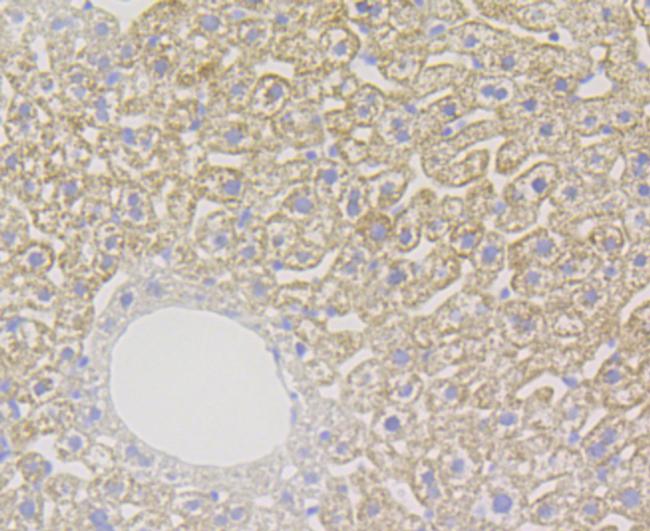 XDH Antibody in Immunohistochemistry (Paraffin) (IHC (P))