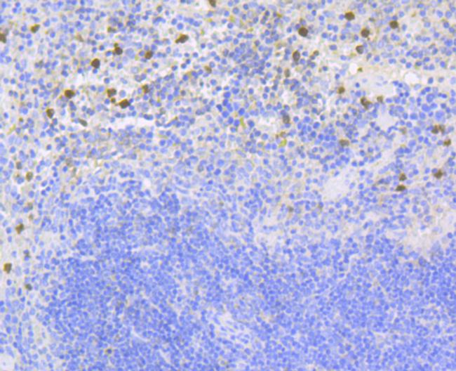 NCF2 Antibody in Immunohistochemistry (Paraffin) (IHC (P))