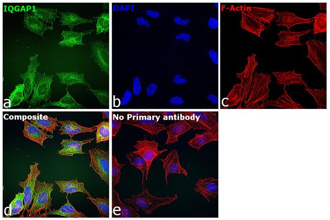 IQGAP1 Antibody in Immunocytochemistry (ICC/IF)