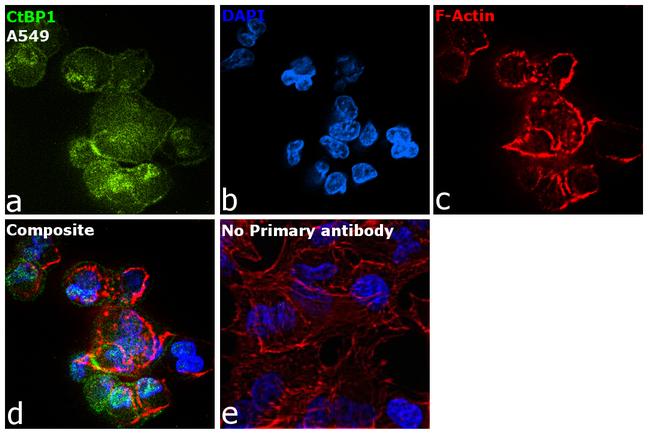 CtBP1 Antibody in Immunocytochemistry (ICC/IF)