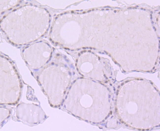 XPO5 Antibody in Immunohistochemistry (Paraffin) (IHC (P))