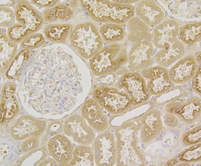 Kininogen 1 Antibody in Immunohistochemistry (Paraffin) (IHC (P))