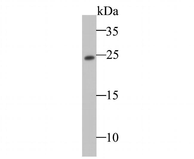 TC10 Antibody in Western Blot (WB)