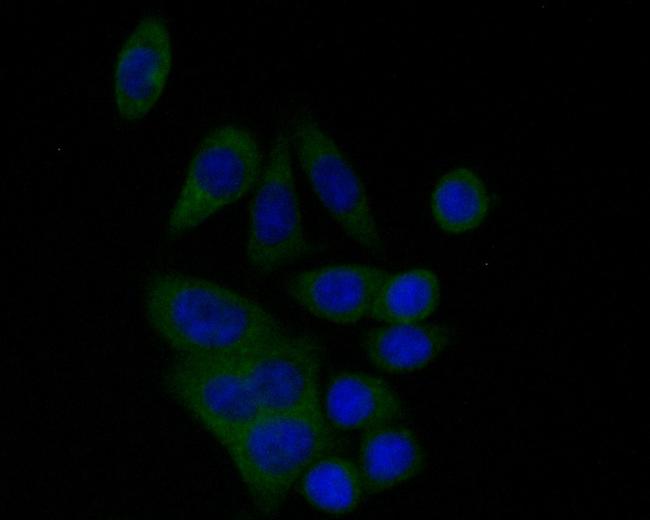 BCL2L12 Antibody in Immunocytochemistry (ICC/IF)