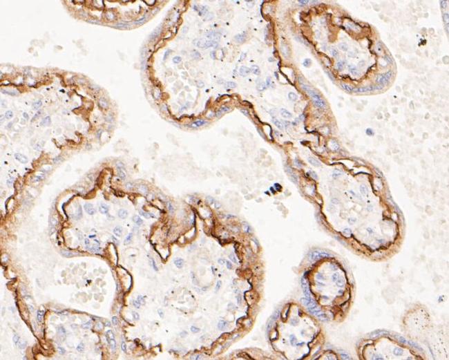 BCAM Antibody in Immunohistochemistry (Paraffin) (IHC (P))