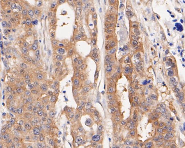 NUDC Antibody in Immunohistochemistry (Paraffin) (IHC (P))