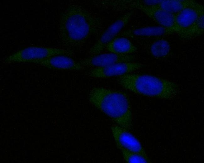 PSMA3 Antibody in Immunocytochemistry (ICC/IF)