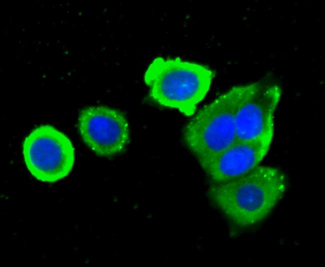 GRB2 Antibody in Immunocytochemistry (ICC/IF)