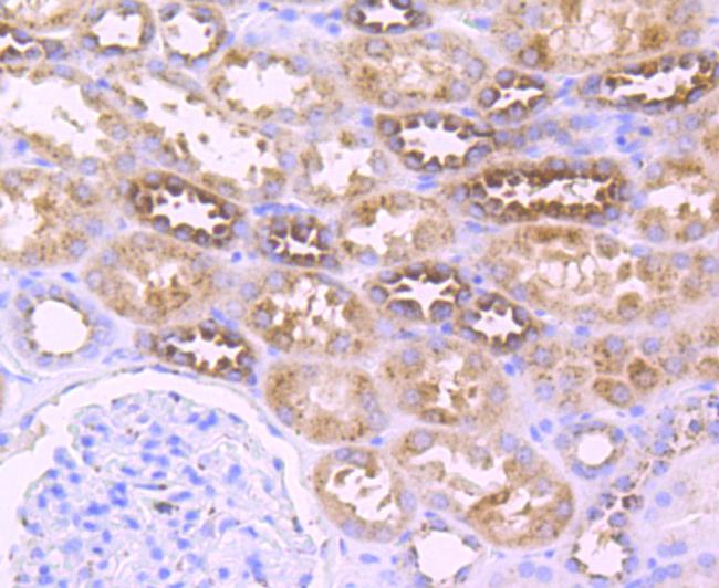 XDH Antibody in Immunohistochemistry (Paraffin) (IHC (P))