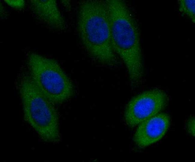 BHMT Antibody in Immunocytochemistry (ICC/IF)