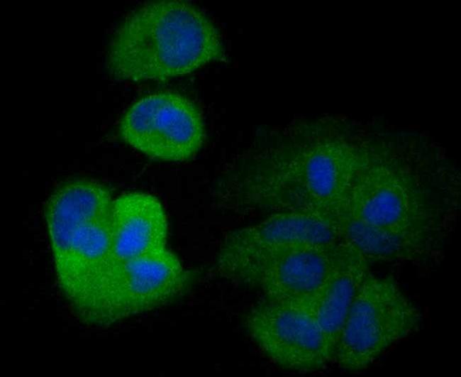 PRDX2 Antibody in Immunocytochemistry (ICC/IF)